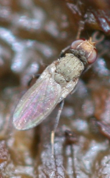 www.diptera.info/forim/5-1225-2.jpg