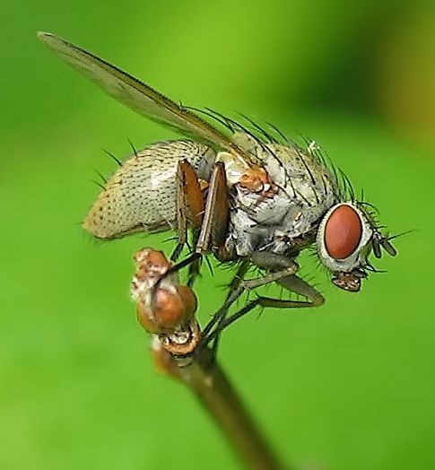 www.diptera.info/forim/5-1232-1.jpg