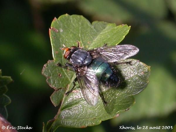 www.diptera.info/forim/5-1239-1.jpg