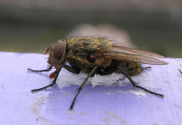 www.diptera.info/forim/5-1243-1.jpg