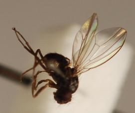 www.diptera.info/forim/5-1280-3.jpg