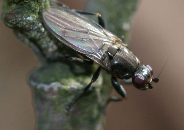 www.diptera.info/forim/5-1298-1.jpg