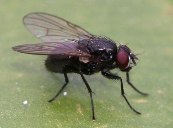 www.diptera.info/forim/5-1299-1.jpg