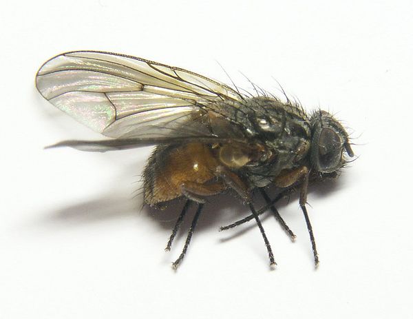 www.diptera.info/forim/5-1302-1.jpg