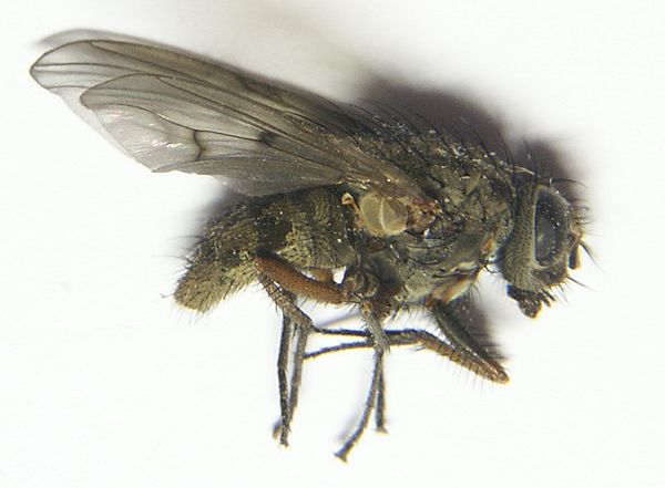 www.diptera.info/forim/5-1303-1.jpg