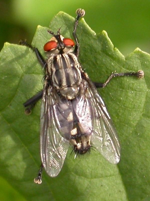 www.diptera.info/forim/5-1305-1.jpg