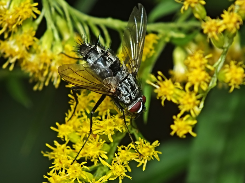 Diptera Info Discussion Forum Tachinid Dinera Ferina