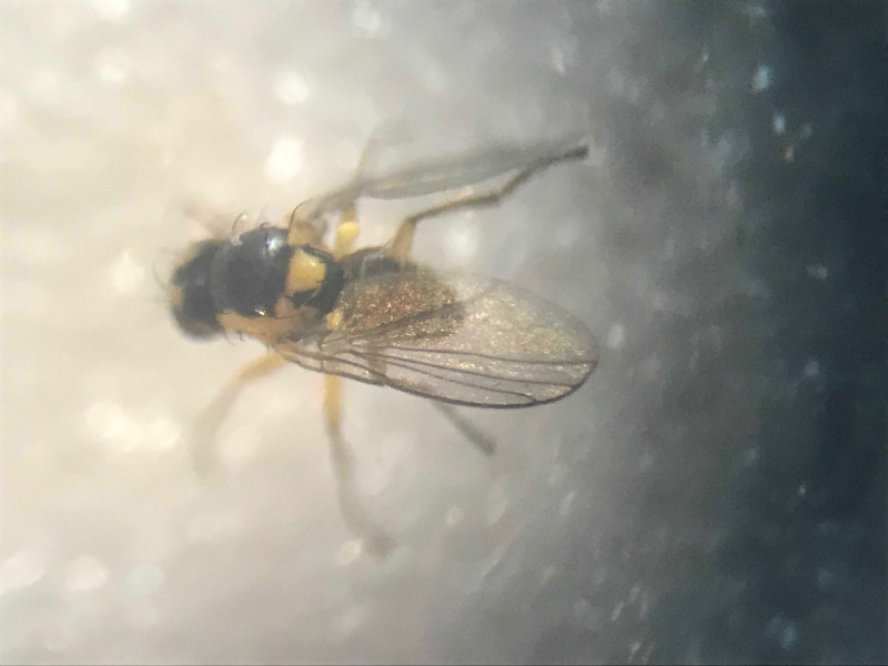 Diptera Info Discussion Forum Agromyzidae Nl