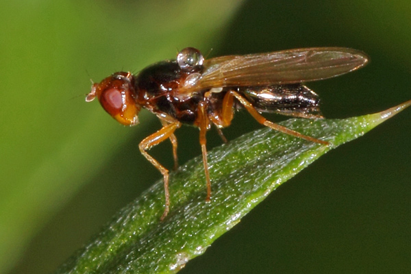 Diptera Info Discussion Forum Psilidae Chamaepsila