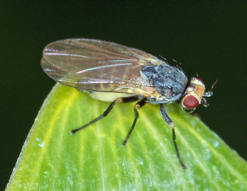 Diptera Info Discussion Forum Agromyzidae