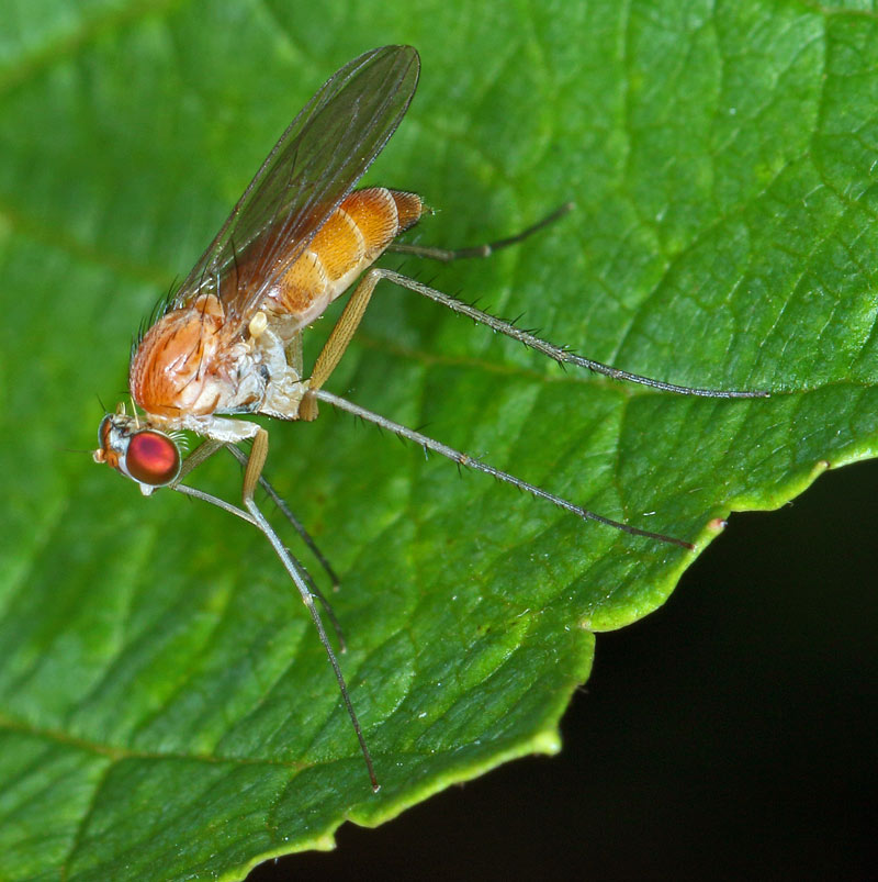 Diptera Info Discussion Forum Neurigona Pallida Was Dolichopodidae