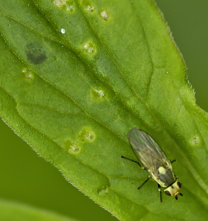 Diptera Info Discussion Forum Agromyzidae Phytomyza Sp