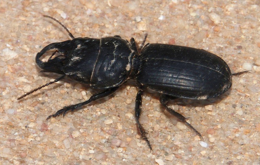 Large Black Beetle 74
