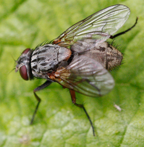 Diptera Info Discussion Forum Muscidae Stabulans ID Belgium