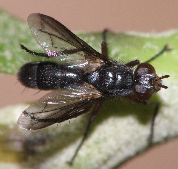 Diptera Info Discussion Forum Cylindromyia Rufipes