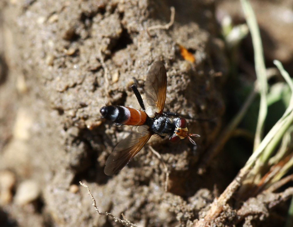 Diptera Info Discussion Forum Tachinidae From East Turkey