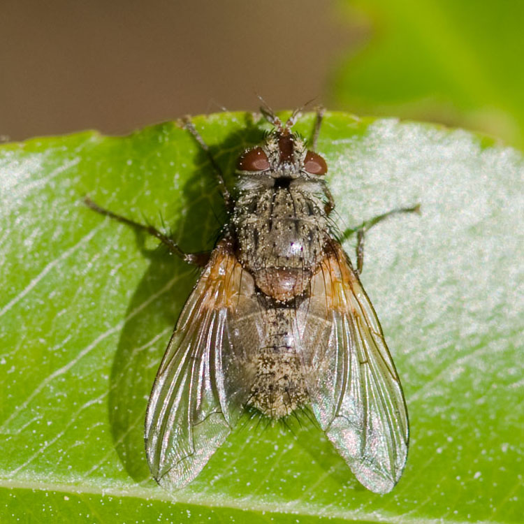 Diptera Info Discussion Forum More Tachinids From Drents Friese Woud