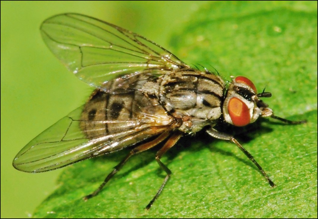 Diptera.info - Discussion Forum: Haematobosca Stimulans? (haematobosca 