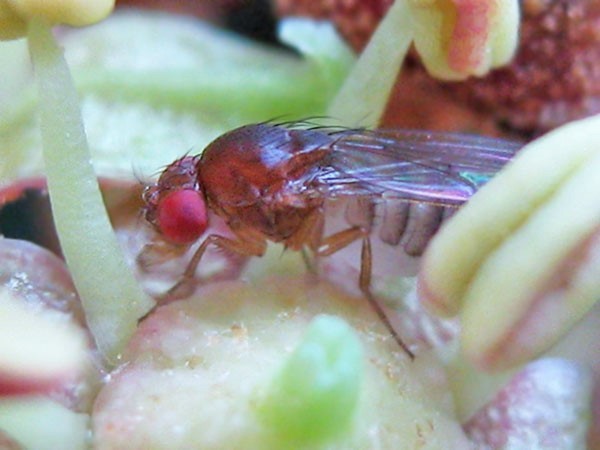 Diptera Info Discussion Forum Drosophila