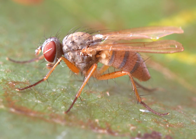 Diptera Info Discussion Forum Small Muscidae ID Coenosia Mollicula