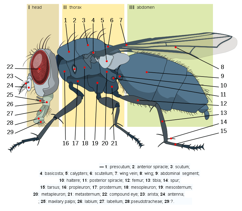Drosophila Anatomy