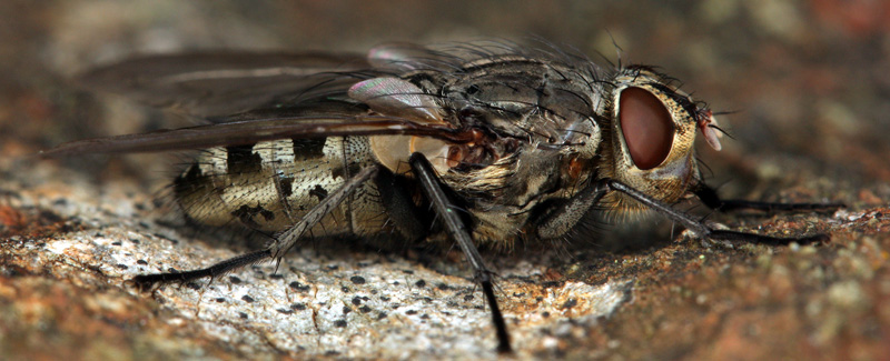 diptera.info/forum/attachments/id48_id.jpg