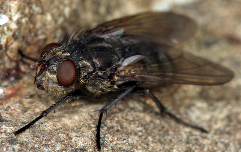 diptera.info/forum/attachments/id49_id.jpg