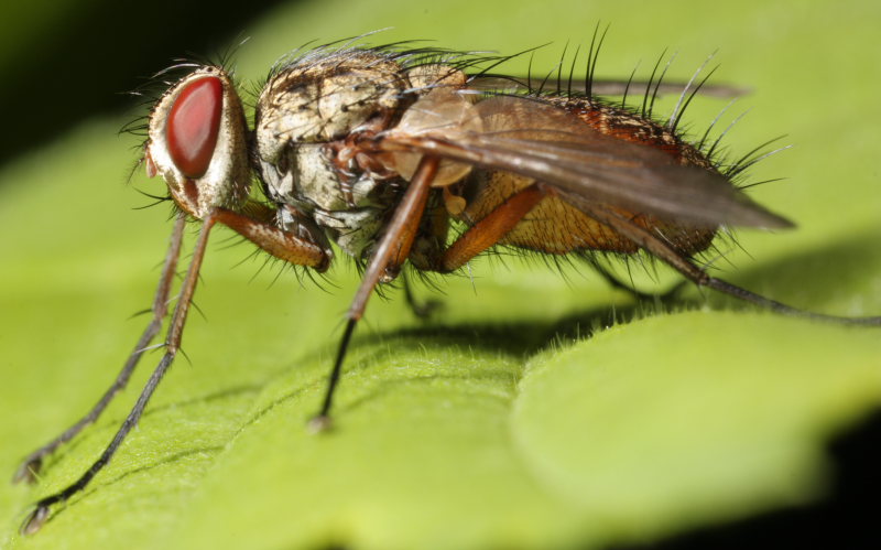 Diptera Info Discussion Forum Tachinidae To Id Dexiosoma Caninum