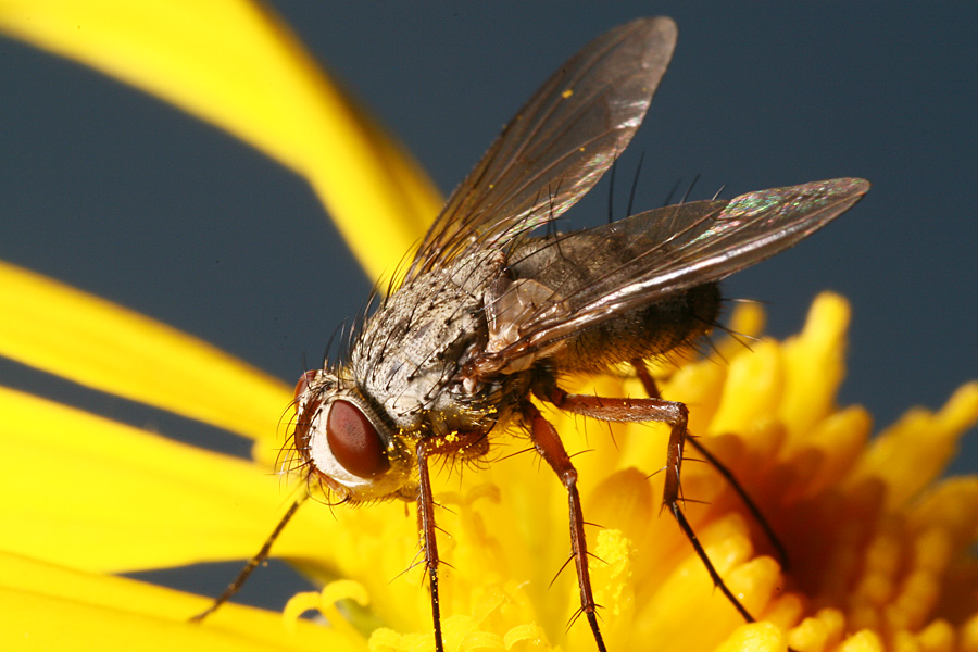 Spectacular Tachinidae: Prosena siberita