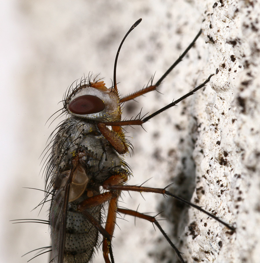 Spectacular Tachinidae: Prosena siberita