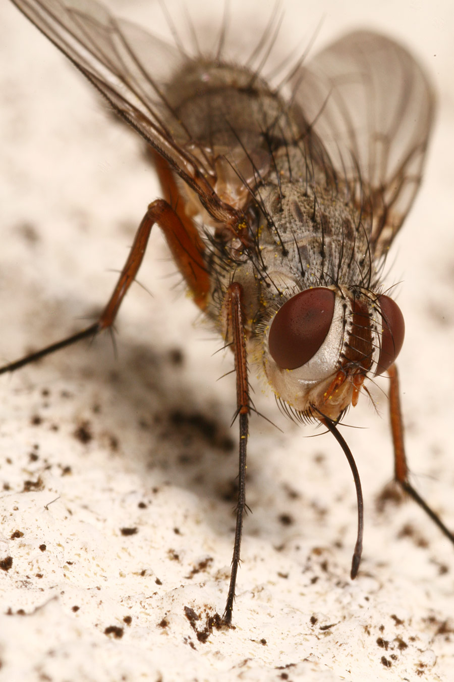 Spectacular Tachinidae: Prosena siberita