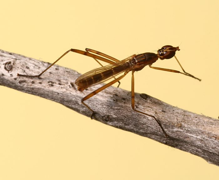 spectacular Micropezidae - Micropeza sp. ?