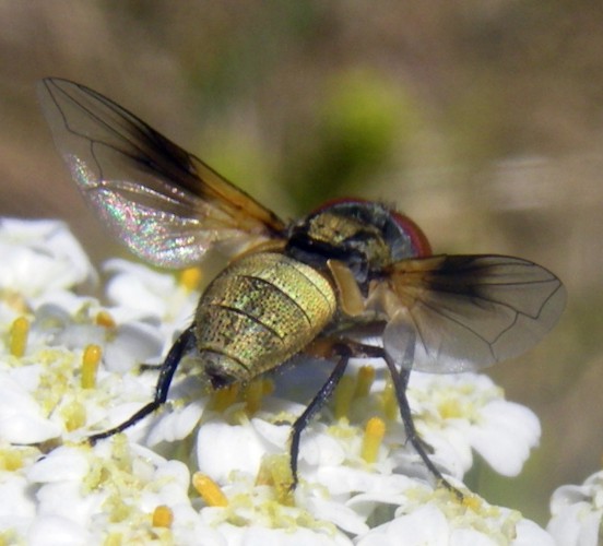 Diptera Info Discussion Forum Tachinidae Phasiinae