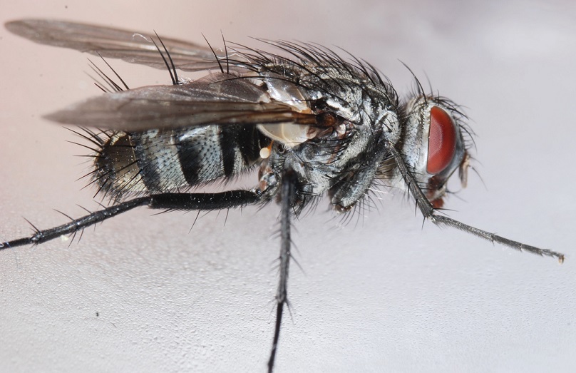 Diptera Info Discussion Forum Tachinidae 10 N Female Dinera Ferina