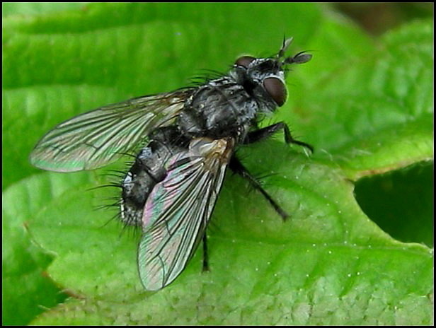 Diptera Info Discussion Forum Phorocera Was Tachinidae