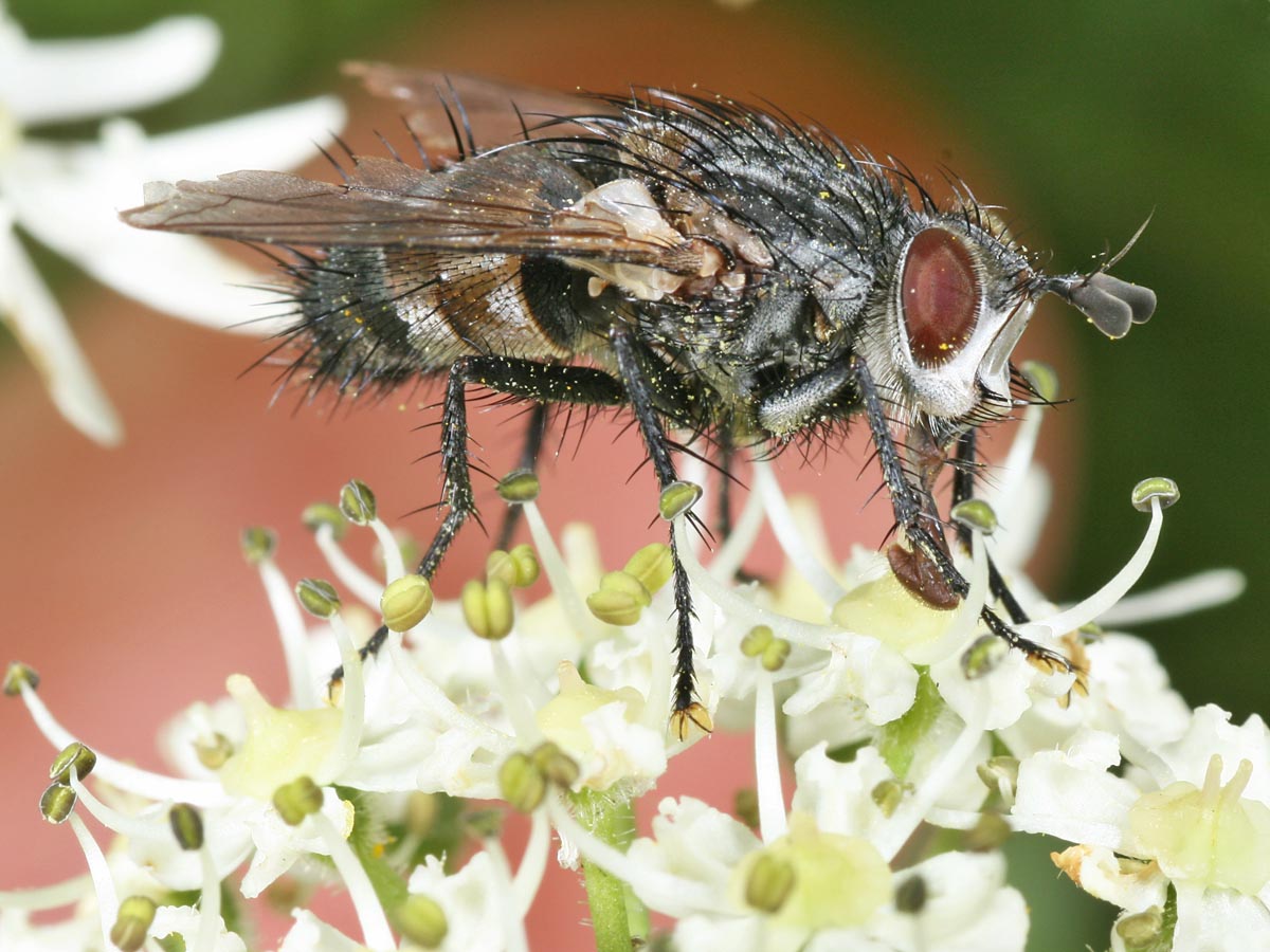 Diptera Info Discussion Forum Phorocera Assimilis