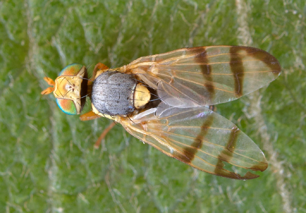 Diptera Info Discussion Forum Tephritidae Id Urophora Stylata