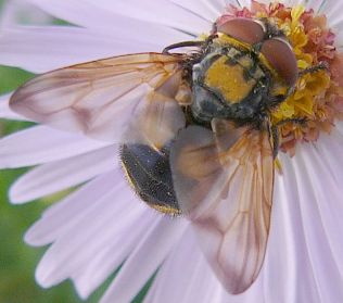 Phasia aurigera. Photo: Sylvie Julia (syl.julia@free.fr)