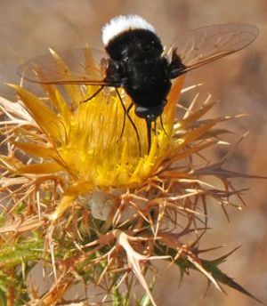 Phasia aurigera. Photo: Guillermo Booth Rea