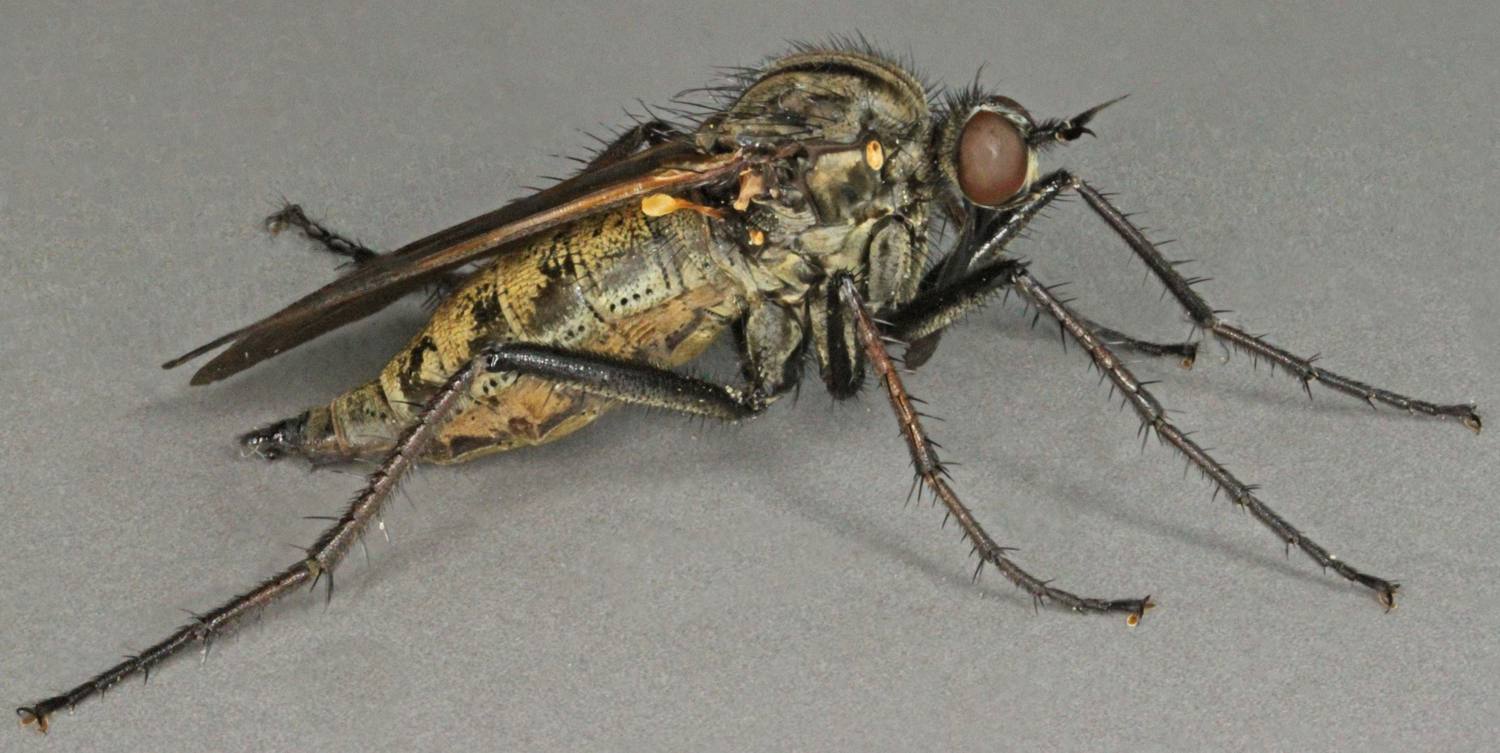 empis_tessellata.jpg