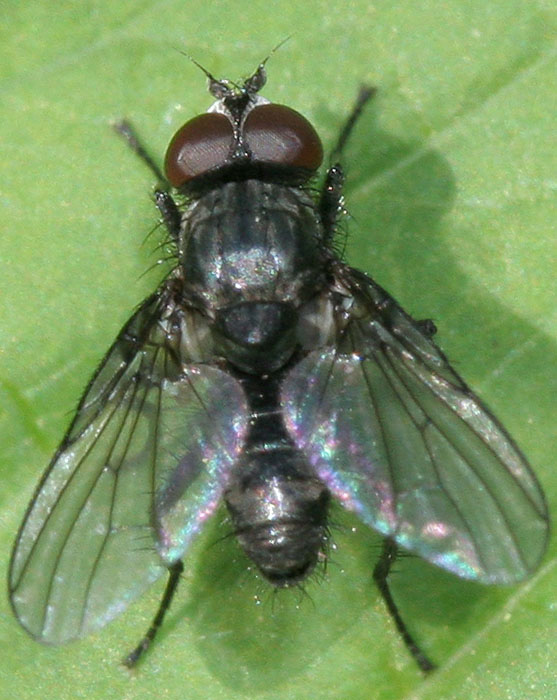 Anthomyiidae: Phorbia fumigata (male) (1)