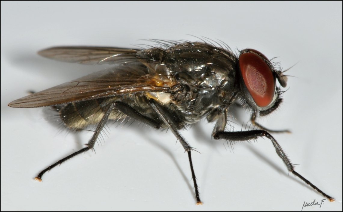 Muscidae: Hydrotaea similis (male) (3)