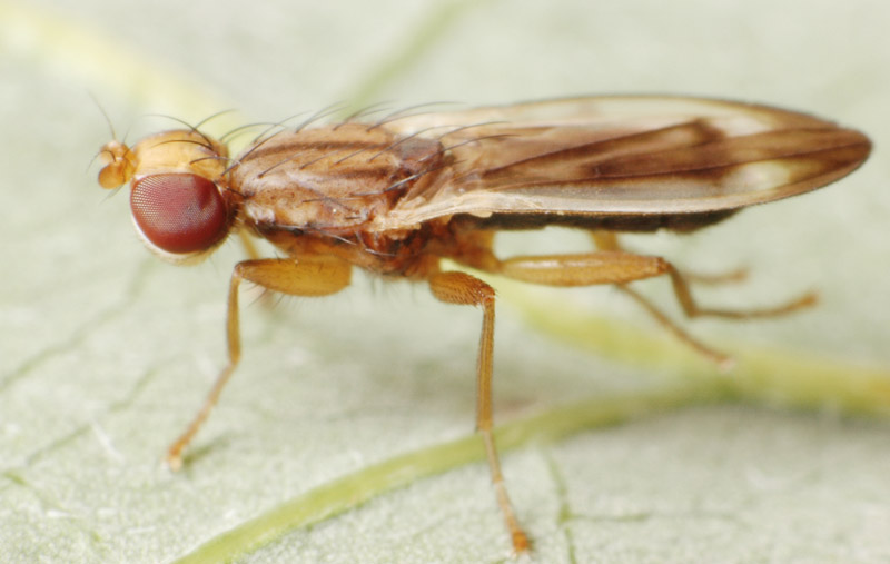 Opomyzidae: Opomyza nigriventris (male) (1)