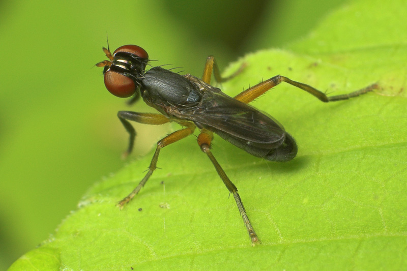 Sciomyzidae: Anticheta brevipennis (male) (1)