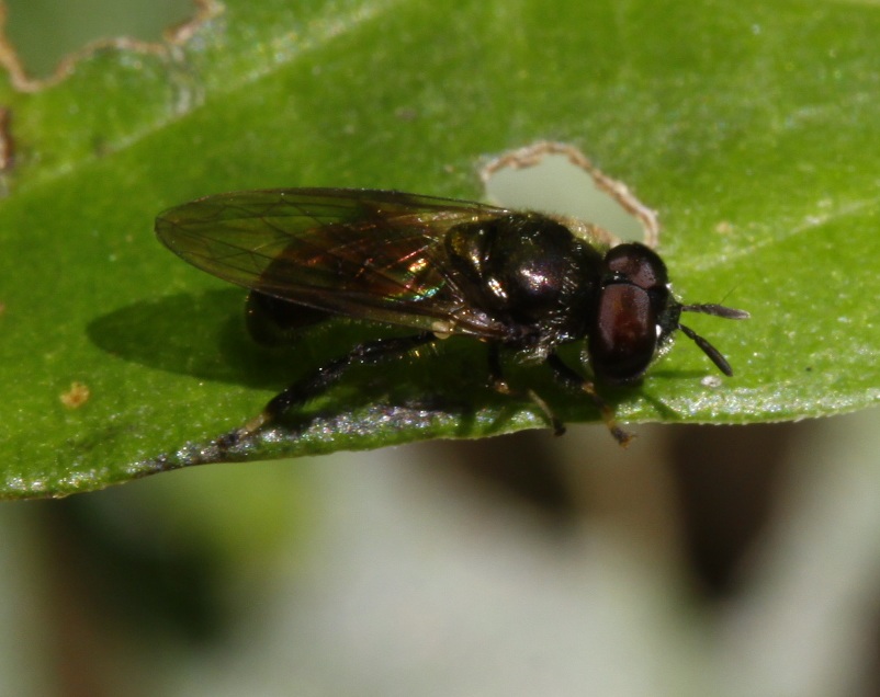 Syrphidae: Trichopsomyia sp. (male) (1)