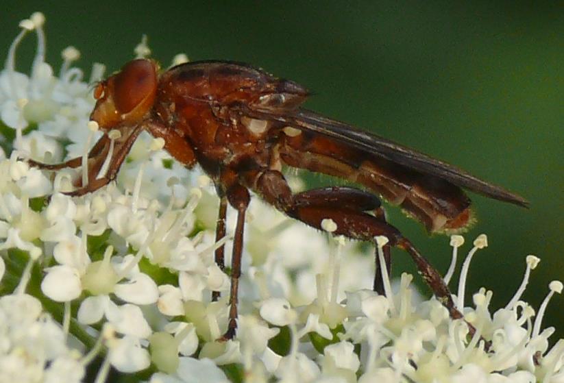 Syrphidae: Hammerschmidtia ferruginea (male) (1)