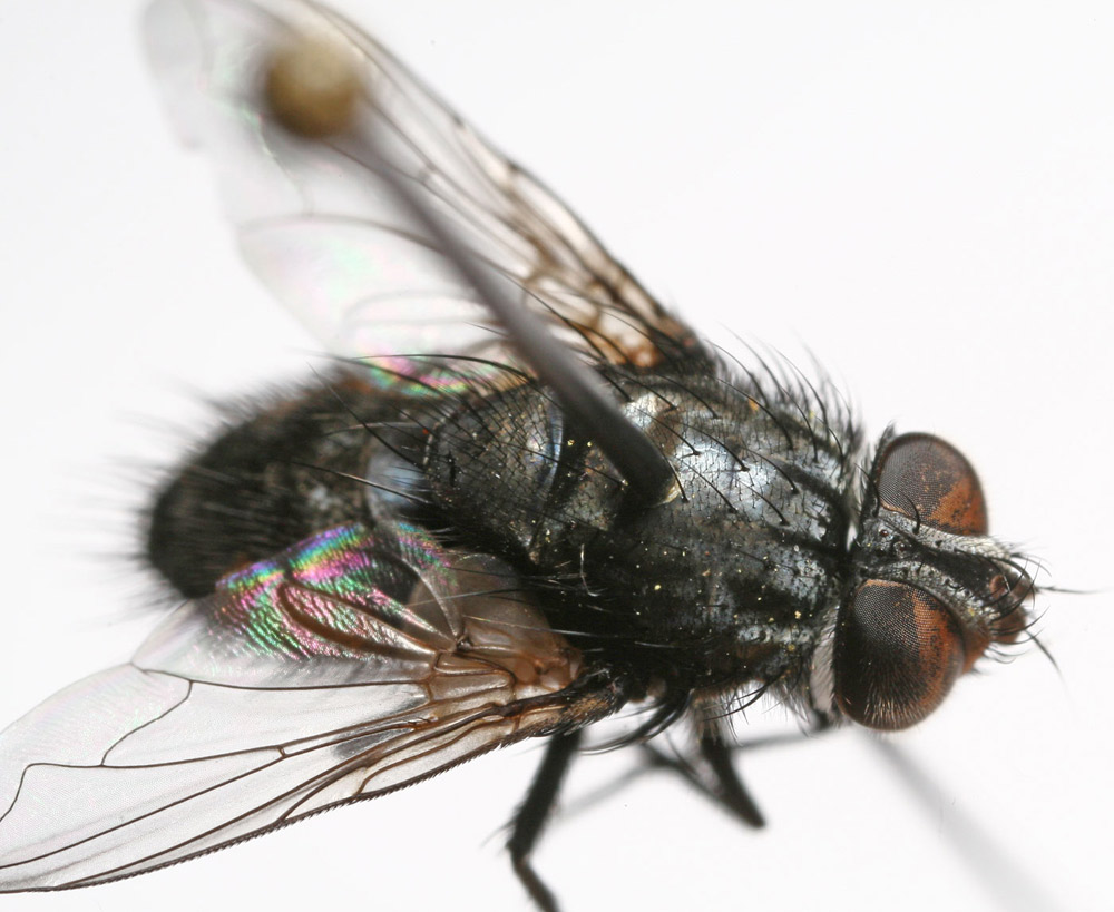 Tachinidae: Ethilla aemula (male) (2)