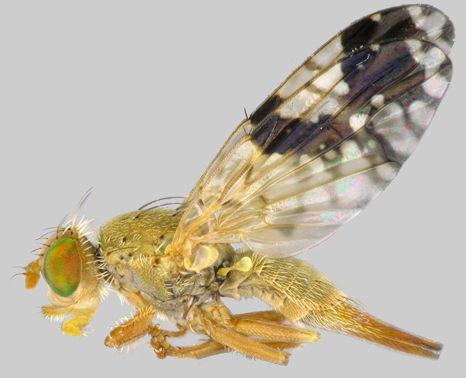 Tephritidae: Tephritis valida (female) (1)