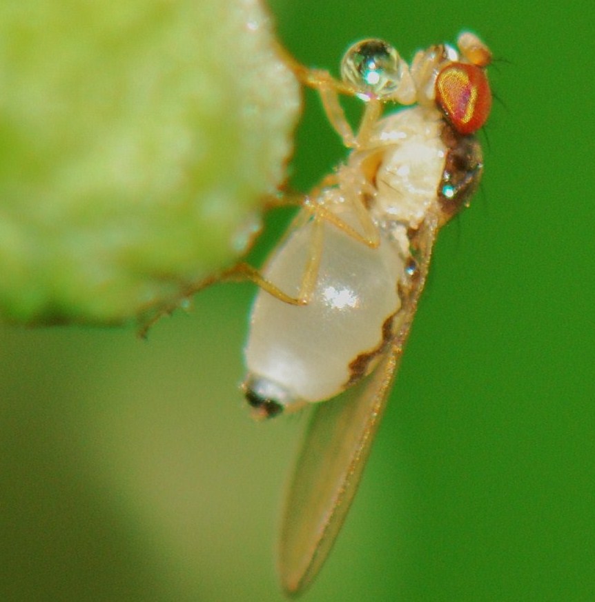 Asteiidae: Asteia amoena (female) (3)