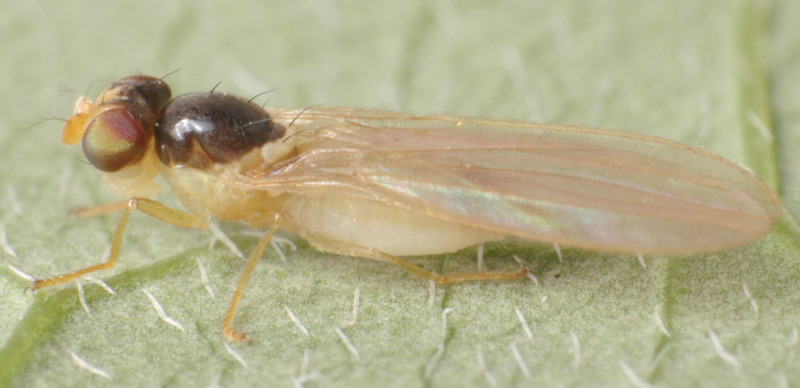 Asteiidae: Asteia concinna (female) (1)